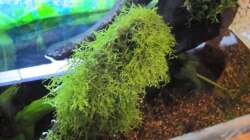 Pflanzen im Aquarium "Luke`s 54" --Aufgelöst--