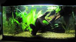 Aquarium "Luke`s 54" --Aufgelöst--