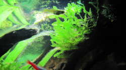 Pflanzen im Aquarium "Luke`s 54" --Aufgelöst--