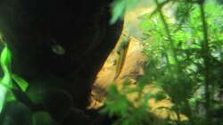 Besatz im Aquarium "Luke`s 54" --Aufgelöst--