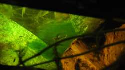 Besatz im Aquarium "Luke`s 54" --Aufgelöst--