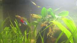 Besatz im Aquarium "Luke`s 54" --Aufgelöst--