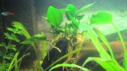Pflanzen im Aquarium "Luke`s 54" --Aufgelöst--