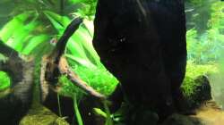 Aquarium "Luke`s 54" --Aufgelöst--