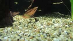 Besatz im Aquarium "Luke`s 54" --Aufgelöst--