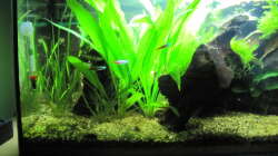 Pflanzen im Aquarium "Luke`s 54" --Aufgelöst--