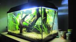 Aquarium "Luke`s 54" --Aufgelöst--