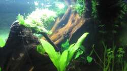 Aquarium "Luke`s 54" --Aufgelöst--