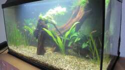 Aquarium "Luke`s 54" --Aufgelöst--