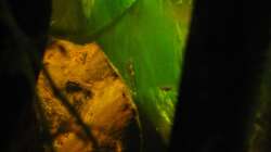 Besatz im Aquarium "Luke`s 54" --Aufgelöst--