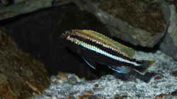  Melanochromis auratus Bock