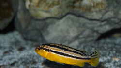  Melanochromis auratus 