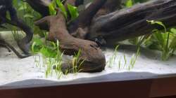 Pflanzen im Aquarium Südamerika in der Oberpfalz