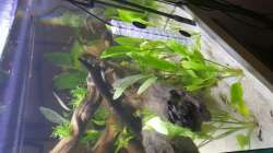 Pflanzen im Aquarium Südamerika in der Oberpfalz