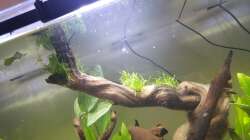 Pflanzen im Aquarium Südamerika in der Oberpfalz