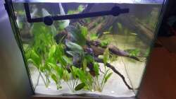 Pflanzen im Aquarium Südamerika in der Oberpfalz