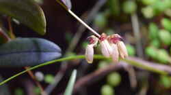Bulbophyllum roxburghii