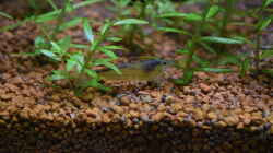 Amano-Garnele mit Rotala rotundifolia 