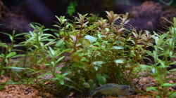 Rotala indica und rotundifolia (davon hauptsächlich Kopfstecklinge im gesamten Bachlauf)