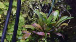 Pleurothalis grobyii