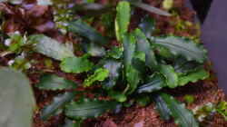 Bucephalandra spec. Wavy Leaf emers