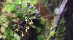 Blüte von Pleurothalis grobyii