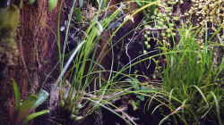 Maxillaria sanguinea (links)