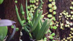 Dendrobium wassellii mit Perperomia rostrata