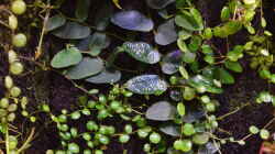 Ficus spec. Borneo, Peperomia-Art