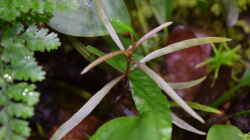 Hygrophila lancea emers