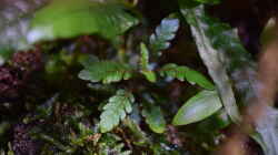 Hygrophila pinnatifida Fiederspaltiger Wasserfreund emers