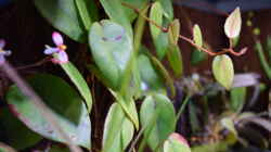 Begonia eleagnifolia Schulzei