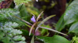 Hygrophila lancea mit Blüte