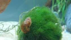 Besatz im Aquarium Platy und Bärblinge