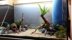 Nur noch ein Paar Pflanzen