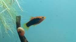 Tuxedo-Platy (verstorben)