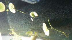 Brasilianischer Wassernabel auf dem Filter