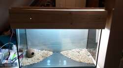 Aquarium Platy und Bärblinge