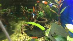 Besatz im Aquarium Deep Blue Sea