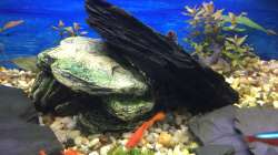 Dekoration im Aquarium Deep Blue Sea