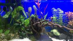 Dekoration im Aquarium Deep Blue Sea