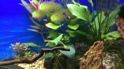 Pflanzen im Aquarium Deep Blue Sea