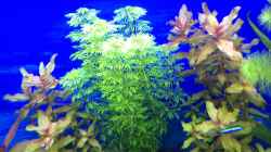 Pflanzen im Aquarium Deep Blue Sea