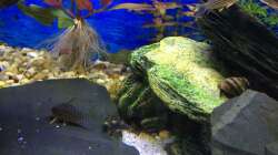 Besatz im Aquarium Deep Blue Sea