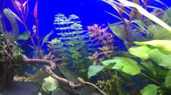 Aquarium Deep Blue Sea