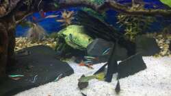 Besatz im Aquarium Deep Blue Sea