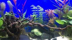 Aquarium Deep Blue Sea