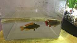 Orange Kakadubuntbarsche