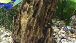 Dekoration im Aquarium Deep Blue Sea