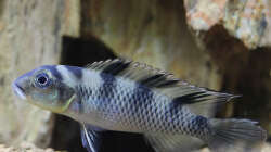 Nanochromis transvestitus